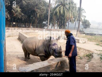 Dhaka, Bangladesh. 18 janvier 2021. Farid Miah, gardien de la dame solitaire de rhinocéros Kanchi, tente d'encourager l'animal à manger au zoo national. L'animal souffre souvent de dépression en l'absence de son partenaire Kanchan, qui est décédé il y a plus de sept ans. En fait, le zoo est à la recherche d'un compagnon pour l'animal de 13 ans. En raison des restrictions de Corona, cela n'a pas fonctionné jusqu'à présent. Credit: Nazrul Islam/dpa/Alamy Live News Banque D'Images