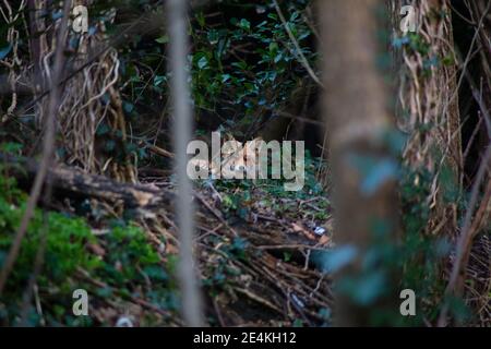 Un renard dans les bois, Hastings, Royaume-Uni Banque D'Images