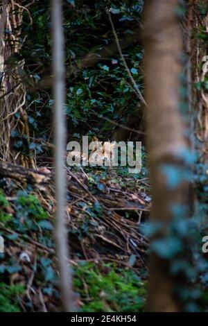 Un renard dans les bois, Hastings, Royaume-Uni Banque D'Images