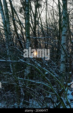 forêt dense d'hiver au coucher du soleil - le soleil se brise la forêt enneigée Banque D'Images