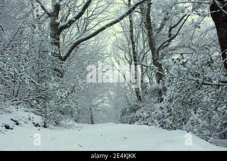 Une photo d'une magnifique scène de paysage boisé d'hiver enneigé, un chemin menant à la forêt Banque D'Images