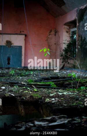 Bâtiment abandonné à Co. Monaghan, Irlande Banque D'Images