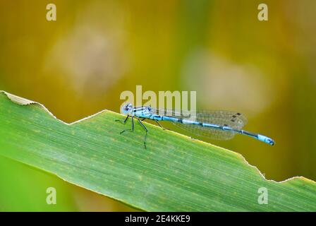 Azur Damselfly - Coenagrion puella, bleu commun damselfly des eaux fraîches européennes, Suisse. Banque D'Images