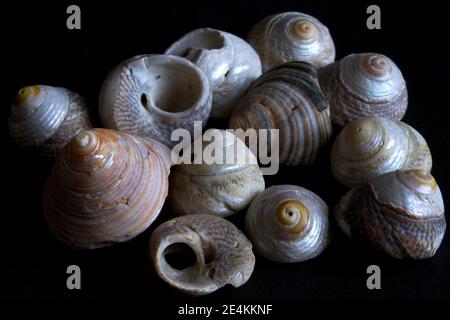 Une collection de Top Shells a été lavée sur la ligne de fil après une tempête d'hiver. Les espèces communes de la mer du Nord sont la coquille grise et plate Top Shell Banque D'Images