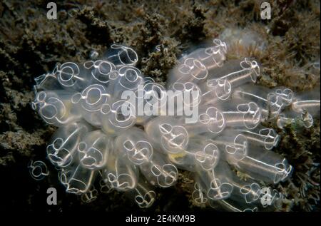 Light bulbe Sea Squirt (Clavelina lepadiformis) petite colonie, Royaume-Uni. Banque D'Images