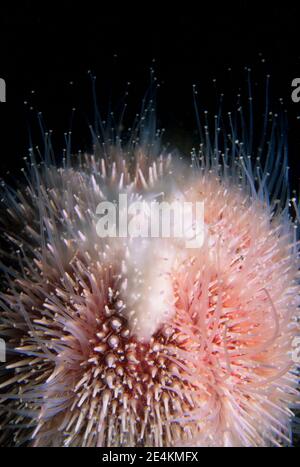 L'oursin de mer (Echinus esculentus), un homme, libérant des spermatozoïdes, Royaume-Uni. Banque D'Images