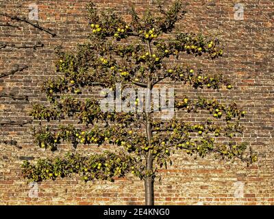 Arbre de pomme avec des pommes formées sur un mur de brique comme un espalier dans un jardin de cuisine clos au début de l'hiver Banque D'Images