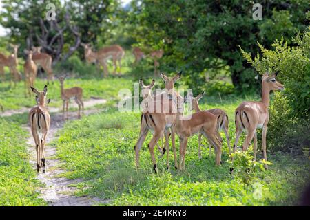 Impala (Aepyceros melampus). Antilope. Groupe d'un troupeau de toutes les femmes, avec jeunes à charge. Saison humide. À la recherche de l'ombre et de la couverture. Toujours alerte. Botswana. Banque D'Images