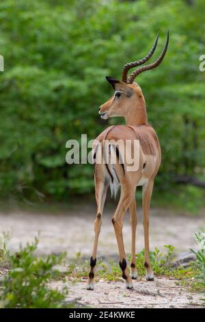 Impala (Aepyceros melampus). Antilope. Adulte, mâle corné. Vue arrière. En regardant sur le côté, Botswana. Caractéristiques d'identification, marques de couche Banque D'Images