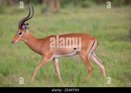 Impala (Aepyceros melampus). Homme en profil, marche. Côté, marquage de couleur de flanc, ligne de démarcation horizontale, plus foncé au-dessus, plus clair au-dessous.Botswana. Banque D'Images