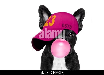 cool look décontracté chien français bulldog portant une casquette de baseball ou un chapeau , sportif et de la forme , avec la gomme de bulle Banque D'Images