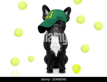 cool look décontracté français chien bulldog jouant au tennis avec chapeau ou chapeau , sportif et ajusté , isolé sur fond blanc Banque D'Images