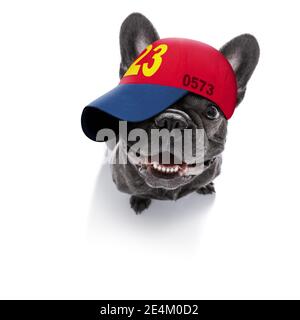 cool look décontracté chien français bulldog portant une casquette ou un chapeau de baseball , sportif et ajusté , isolé sur fond blanc Banque D'Images