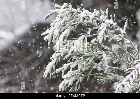 Météo britannique, Londres, 24 janvier 2021 : une chute de neige rare a atteint la capitale dimanche matin, recouvrant les arbres et les rooves d'environ 2 cm de neige en 2 heures. Anna Watson/Alay Live News Banque D'Images