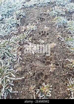 Traces du chien sur sol humide. Imprimé pattes de chien. Banque D'Images