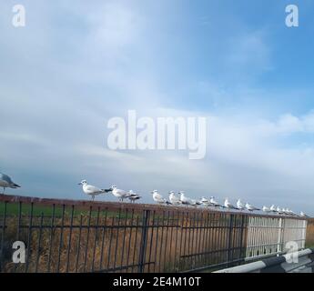 Les mouettes ne sont guère assises sur les rails du pont. Oiseaux mouettes. Banque D'Images