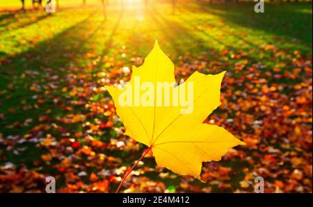 Paysage d'automne avec le soleil illuminant chaleureusement une feuille d'érable. Feuilles d'érable automnales sur fond flou. Banque D'Images