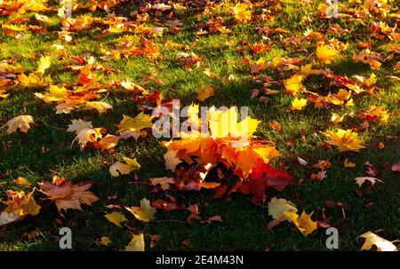 Paysage d'automne avec le soleil illuminant chaleureusement une feuille d'érable. Feuilles d'érable automnales sur fond flou. Banque D'Images