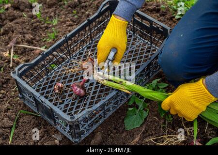 Les sécateurs de jardin sont jaunes. Mains avec des gants. Bulbe de gladioli sans terre Banque D'Images