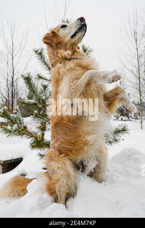 Le joli chien Golden Retriever se tient sur les pattes arrière à l'extérieur en hiver. Beaucoup de neige. Arbres en arrière-plan. Banque D'Images