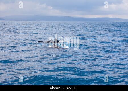 Troupeau de baleines pilotes, de poissons noirs ou de cétacés de la famille Globicephala, nageant dans les eaux bleues de l'océan Atlantique, dans le détroit de Gibraltar Banque D'Images