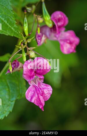 Himalayan Balsam, impatiens glandulifera, fleurs de près. Originaire de l'Himalaya, il est maintenant une plante à fleurs envahissante au Royaume-Uni Banque D'Images