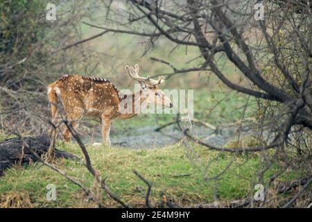 Cerf à pois (axe), buck Banque D'Images