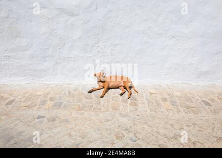 petit chien mongrel brun endormi, tête vers le haut, sur le sol d'une rue pavée et mur blanc Banque D'Images