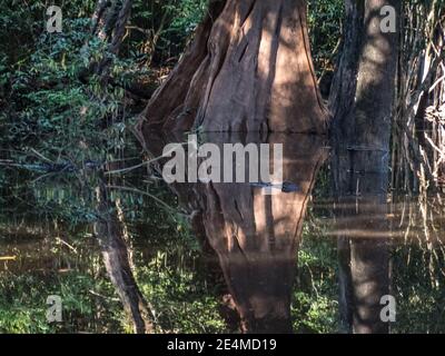 D'immenses arbres se tenant dans l'eau dans la plaine inondable de la jungle. Poutres de soleil et réflexions dans le marais Jungle. Jungle sombre. Amazonie. Amérique du Sud Banque D'Images