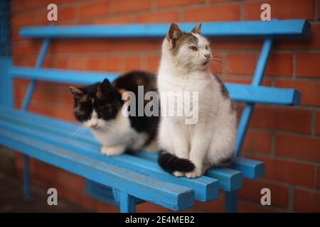 Chats tricolores et à pois blancs reposant sur le banc en bois bleu. Banque D'Images