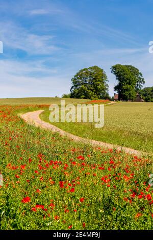 Les coquelicots rouges qui poussent sur le côté de la piste de la ferme sur Bredon Hill, dans l'AONB des Cotswolds. Worcestershire, Angleterre Banque D'Images