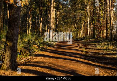 East Loyhian, Écosse, Royaume-Uni, 24 janvier 2021. Météo au Royaume-Uni : soleil froid à Binning Wood tandis que les gens font leur exercice quotidien en marchant le long d'un sentier de randonnée dans les bois avec la lumière du soleil qui traverse les arbres Banque D'Images