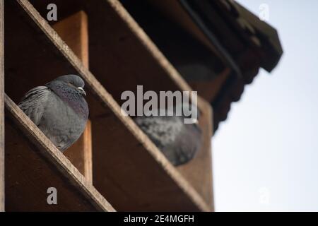 20 janvier 2021, Bade-Wurtemberg, Tübingen: Les pigeons s'assoient dans une tour de pigeon. Photo: Sebastian Gollnow/dpa Banque D'Images