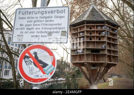 20 janvier 2021, Bade-Wurtemberg, Tübingen: Un panneau devant une tour de pigeon indique l'interdiction d'alimentation. Photo: Sebastian Gollnow/dpa Banque D'Images