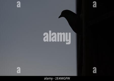 20 janvier 2021, Bade-Wurtemberg, Tübingen: Un pigeon se trouve dans une tour de pigeon. Photo: Sebastian Gollnow/dpa Banque D'Images