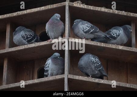 20 janvier 2021, Bade-Wurtemberg, Tübingen: Les pigeons s'assoient dans une tour de pigeon. Photo: Sebastian Gollnow/dpa Banque D'Images