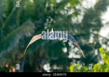 Un pélican brun (Pelecanus occidentalis) volant sur un fond vert de palmier. Banque D'Images