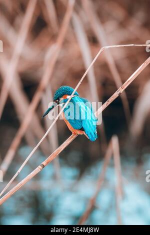 Un Kingfisher est assis sur une tige de roseau au bord d'une rivière en hiver, en suisse Banque D'Images