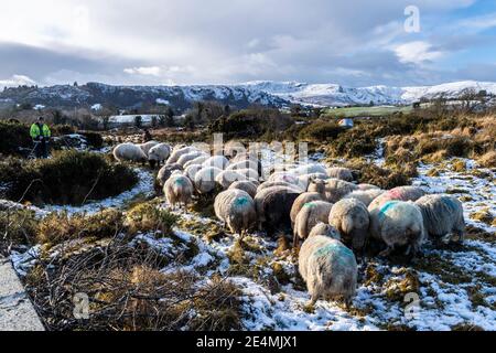 Ballingeary, West Cork, Irlande. 24 janvier 2021. West Cork a été frappé par de fortes chutes de neige pendant la nuit et aujourd'hui. Les éleveurs de moutons Ballingeary Donal et Denis Cronin ont tendance à se rendre à leurs moutons sur les champs enneigés. Crédit : AG News/Alay Live News Banque D'Images
