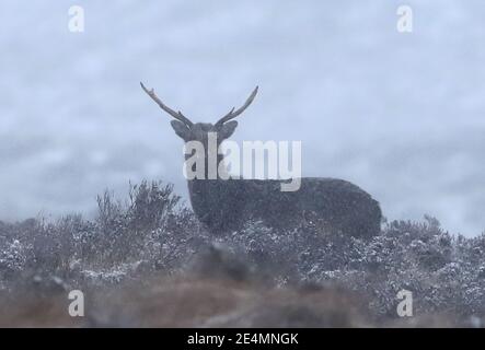 Cerf à l'écart de Wicklow dans le comté de Wicklow, après que de grandes parties du pays ont été couvertes de neige. Date de la photo: Dimanche 24 janvier 2021. Banque D'Images