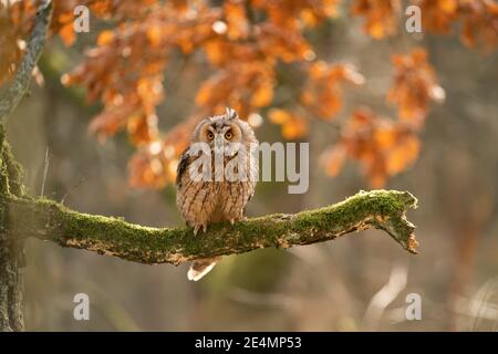 Hibou à longues oreilles assis sur la branche de l'arbre, avec des feuilles d'orange en arrière-plan. Banque D'Images