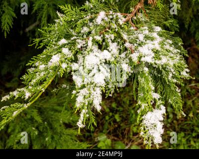 Neige dans Great Bardfield Braintree Essex Banque D'Images