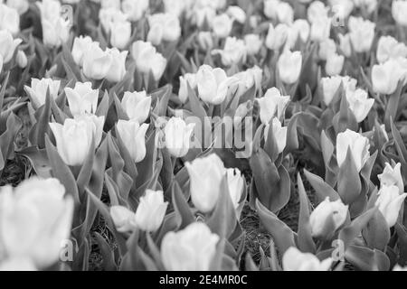 Travailler avec des usines. Un champ de tulipes incroyable en Hollande. Relax et gestion du stress. Tulipes au printemps. Fond floral printanier. Pays-Bas. Tulipes dans le jardin. Paysage de printemps avec fleurs. Banque D'Images