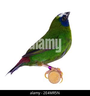 Parrotfinch bleu alias Erythrura trichroa birs, assis sur une branche en bois. Isolé sur fond blanc Banque D'Images