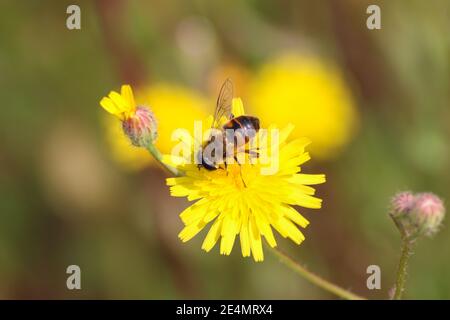 L'abeille recueille le nectar de pollen sur une belle fleur jaune, un fond vert naturel et jaune avec un espace de copie, un foyer sélectif doux. Banque D'Images