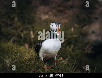 Puffin Fratercula arctica avec beek plein d'anguilles et de hareng pêchez sur le chemin de la nidification des terriers dans une colonie de reproduction Banque D'Images