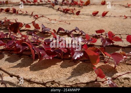 Gros plan de la vigne du super-réducteur de Virginie (Parthenocisus tricuspidata) sur un mur de pierre par une journée ensoleillée Banque D'Images