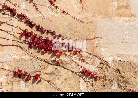 Gros plan de la vigne du super-réducteur de Virginie (Parthenocisus tricuspidata) sur un mur de pierre par une journée ensoleillée Banque D'Images