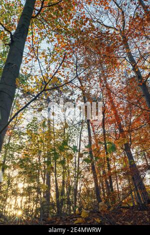 Une forêt ensoleillée le matin de décembre dans un automne atmosphère Banque D'Images