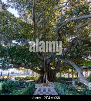 Un arbre géant dans l'Alameda Apodaca y del Marqes Jardin de Comillas à Cadix Banque D'Images